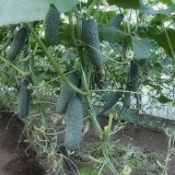 Sadnja rasada krastavaca u stakleniku