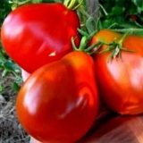Visoki paradajz za staklenik: 15 najproduktivnijih sorti
