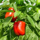 Visoke sorte slatke paprike