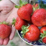 Jagode visokog prinosa