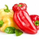 Visokoprinosne sorte slatke paprike