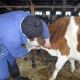 Uzimanje krvi od stoke iz kaudalne vene i jugularne