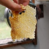 Zabrus pčela: šta je to