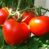 Zašto stavljati ribu ispod paradajza prilikom sadnje