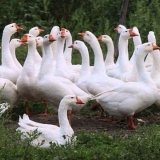 Uradi sam olovka za guske