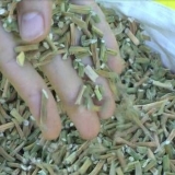 Berba zelenog bijelog luka za zimu: recepti