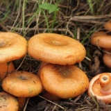 Zamrzavanje gljiva za zimu: ukusni recepti sa fotografijama