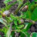 Zaštita krumpira od koloradske zlatice prije sadnje