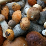 Kiseljenje vrganja: u teglama, u loncu, najbolji recepti