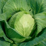 Soljenje ranog kupusa za zimu u teglama