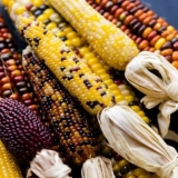 Kukuruz jagode: sadnja i njega