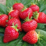 Medne jagode - opis sorte