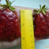 Trgovačka jagoda - opis sorte