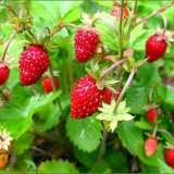 Ruyana jagoda - opis sorte