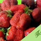 Tago jagoda: opis sorte, fotografija, recenzije