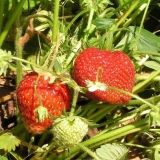 Jagoda zenga zengana: opis sorte, fotografije, recenzije