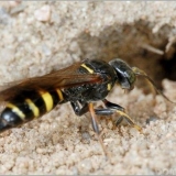 Zemljane ose