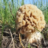 Pečeni smržci: sa krompirom, u tiganju, recepti sa fotografijama