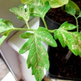 Sorte paradajza otporne na toplotu