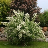 Jasmin (lažna narandža) dam blanche (dame blanche): fotografija i opis, recenzije, zimska otpornost