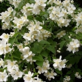 Vrt jasmina - njega i uzgoj