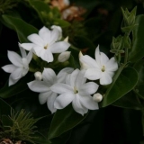 Jasmin sambac: opis, njega i reprodukcija