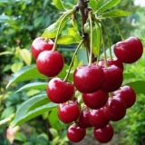 Žele od višanja za zimu sa i bez sjemenki