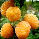 Žuta malina pobjegla