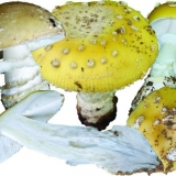 Žuta mušica (jarko žuta, slamnato žuta): fotografija i opis