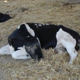 Masna i toksična degeneracija jetre kod krava