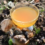 Cedar oleoresin: ljekovita svojstva, primjena, recenzije