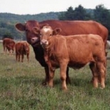 Proizvodi životinjskog podrijetla - ovo je stočarstvo, industrija u...