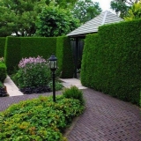 Žive ograde: sadnja, njega, rezidba i oblikovanje