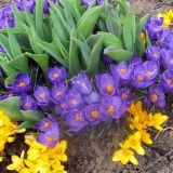 Zimski otporne lukovičaste trajnice - uzgajamo na lokaciji