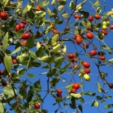 Zizifus (unabi) u centralnoj rusiji: sadnja i njega, uzgoj