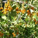 Zlatna ribizla: 10 najboljih sorti - laysan, sibirsko sunce, odred - recenzije vrtlara