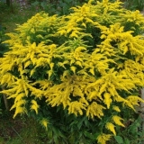 Josephine goldrod: uzgoj iz sjemena, fotografija