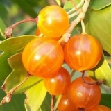 Laysan zlatna ribizla: opis, sadnja i njega