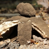 Crnoglava morska zvijezda (crnoglavi gestrum): fotografija i opis