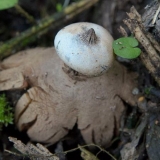 Okrunjen u obliku zvijezde: fotografija i opis