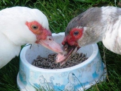 Bolesti pataka - simptomi i liječenje