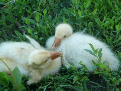 Guščići padaju na noge - kućno liječenje