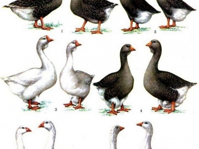 Pasmine gusaka za kućni uzgoj