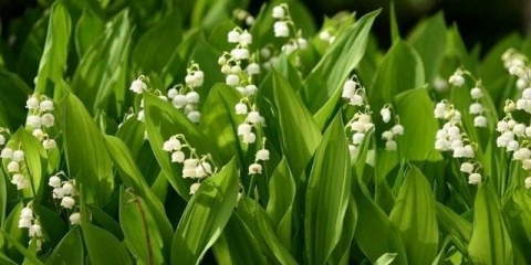 10 Daleko od bezopasnih biljaka koje je bolje ne saditi u cvjetnjaku