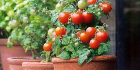 10 Ukrasnih paradajza - sobne sorte za zimsko uzgoj