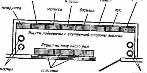 10 Krupnoplodnih paradajza za plastenike od polikarbonata i otvorenog tla