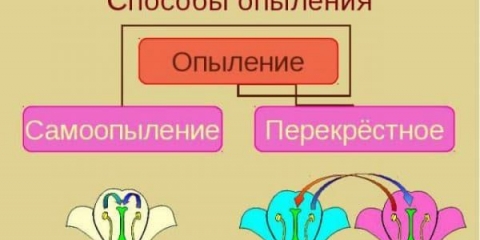 10 Najboljih sorti krastavaca za staklenike od polikarbonata, samooprašujućih i otpornih na bolesti