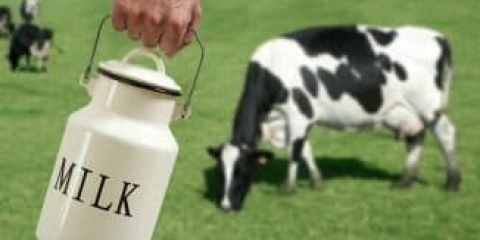 10 Mliječnih pasmina krava u rusiji - vrste mliječnih goveda, karakteristike