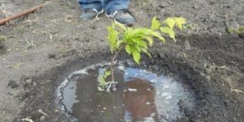 10 Razloga zašto lišće trešnje ne cvjeta i vene