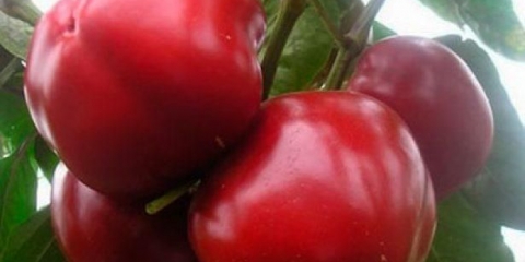 10 Dokazanih sorti paprike debelih stijenki